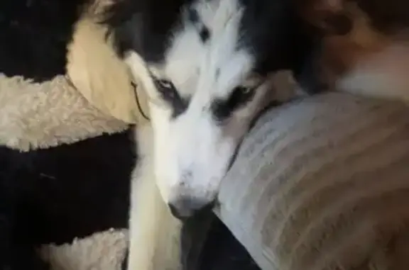 Lost dog, Vilonia, Arlington - male with red-dyed tail and ears - photo