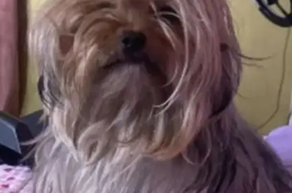 Perdido perro, Calle Lilas, 203, Tijuana - hembra pequeña de color dorado - photo