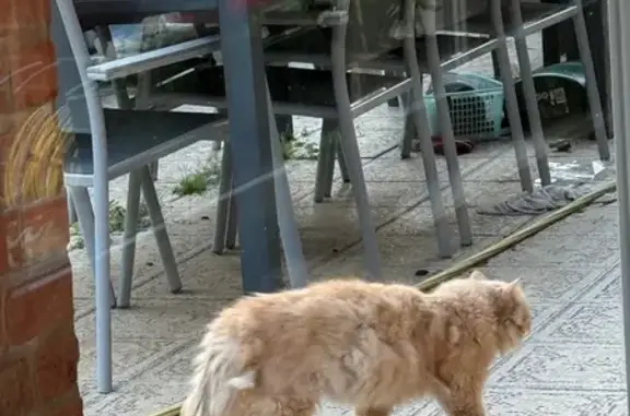 Animaux trouvés Aubigné-Racan, photo: Chat trouvé, Rue du Commandant Cousteau, Hallennes-lez-Haubourdin - marron clair à poils longs