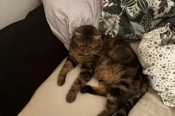 Chat perdu, Oudon, La Roche-sur-Yon - tigré avec coupure à l'oreille - photo
