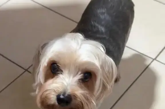 Cachorro perdido Macho (brl002...