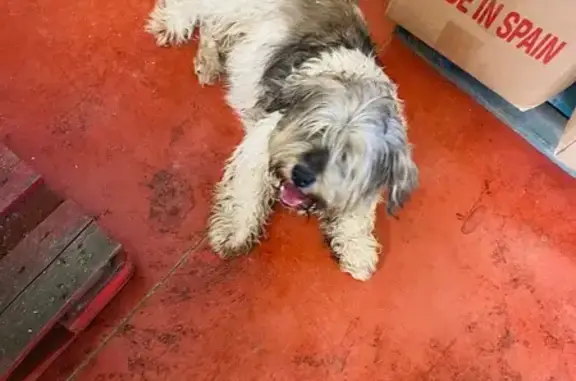 Perro encontrado Elche, foto: Encontrado perro macho, Partida Algorós, 1131A, Elche