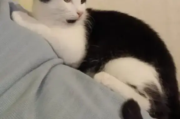 Chat perdu, Bonneville, photo: Chat perdu, Bonneville, Paris - jeune mâle de 9 mois