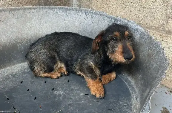 Perra sacada de la perrera de hace dos días, lleva la correa puesta de color rosa, no atiende a ningún hombre, es muy miedosa tiene miedo a las personas y huye