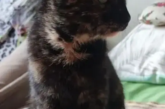 Невеличка кішечка, черепашиного окрасу, лагідна.