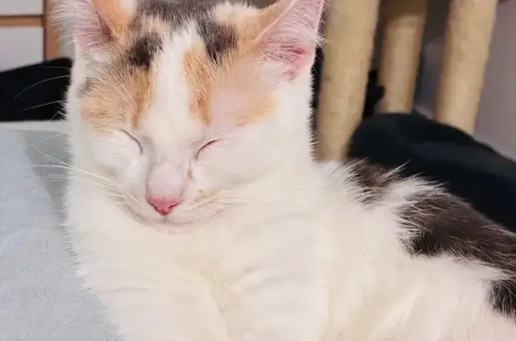Animaux perdus Saujon, photo: Chat perdu, Place Saint-Martin, Saujon - femelle pucée et stérilisée