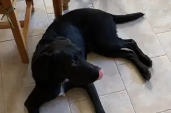 Animaux perdus Paris, photo: Chien perdu, Rue des Vosges, 18, Petersbach, Paris - labrador mâle castré