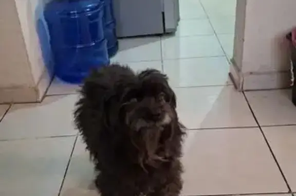 Animales perdidos Ecatepec de Morelos, foto: Perro perdido Hembra, Ecatepec de Morelos (mxl489304)