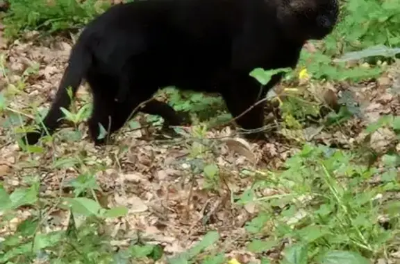 Chat trouvé Hyères, photo: Chat trouvé, Chemin de Faucon, Cogolin