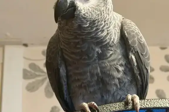 Animaux perdus Lille, photo: Oiseau perdu, Perroquet gris du Gabon, Lille
