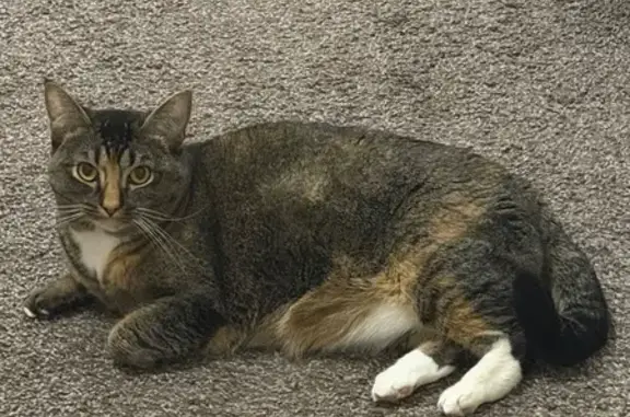 Missing cat Female, Edmond (usl535403) - photo
