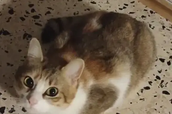 Animaux perdus Mérindol, photo: Chat perdu, Chemin des Tuilières, Mérindol - petite chatte tigrée