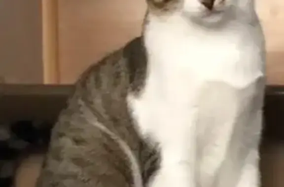 Chat perdu, Chatou, photo: Chat perdu, Rue Alfred de Musset, Élancourt - chaton tigré