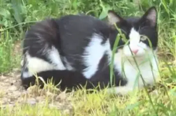 Chat perdu, Route de la Calade, Onet-le-Château - jeune chat noir et blanc - photo