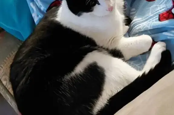 Animaux perdus Saint-Symphorien-sur-Coise, photo: Chat perdu, Pomeys, Saint-Symphorien-sur-Coise - noir et blanc