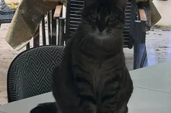 Búsqueda de mascotas, foto: Perdido gato hembra, Calle Tiberio, 15, Las Rozas de Madrid