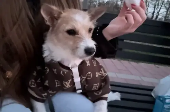 Зникла собака, площа Вічевий Майдан, 2, Коломия - в кофті коричневій - photo