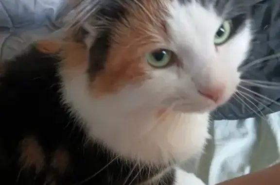 Lost female cat, Melbourne - calico fluffy Maine Coon - photo