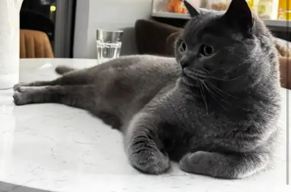 Lost cat, Oakway, 6, Orsett - male British cat - photo