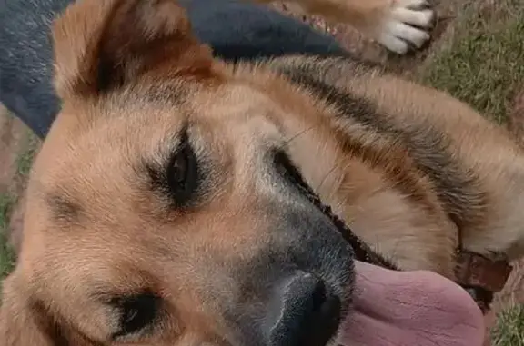 Lost female dog, Snowflake, Arizona - photo