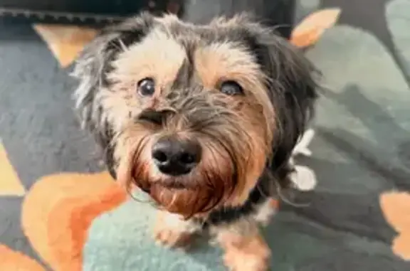 Lost dog, Dolly Drive, 1979, Vineland - female, black and brown - photo