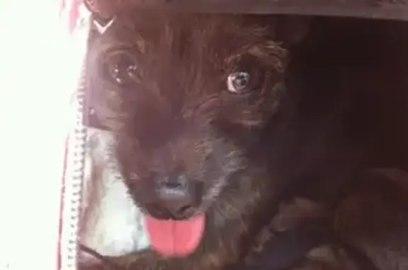 Lost and found pets Salt Lake City, photo: Lost dog, East Fort Union Boulevard, 1088, Midvale, Salt Lake City - male, very easy going