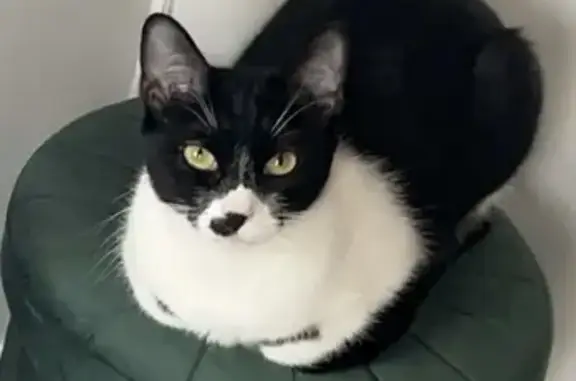 Chat perdu, Montereau-Fault-Yonne, Paris - noir et blanche - photo