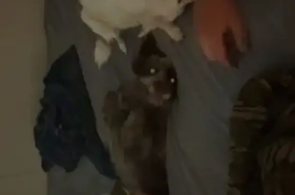 Missing dog Holyoke, photo: Lost dog, East Hale Street, Holyoke - female with 1 blue and 1 brown eye