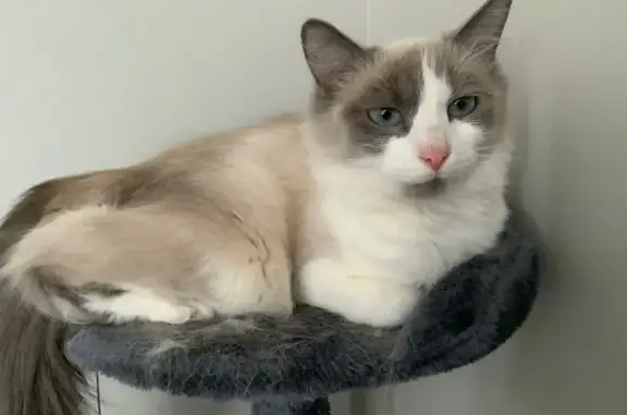 Lost cat, 96th Avenue North, Maple Grove - photo