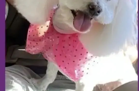 Perdido perro, Veracruz, 580, Zapopan - hembra tímida con cataratas - photo