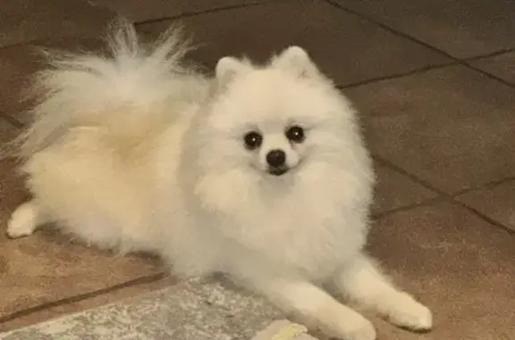 Perro perdido Macho, Roquetas de Mar (sl495586) - photo