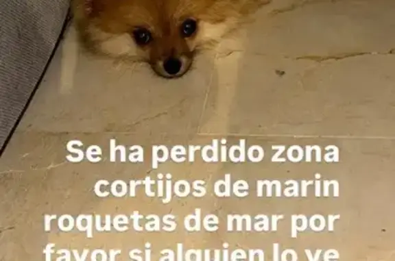 Perdido perro, Cortijos de Marín, Roquetas de Mar - color marrón - photo