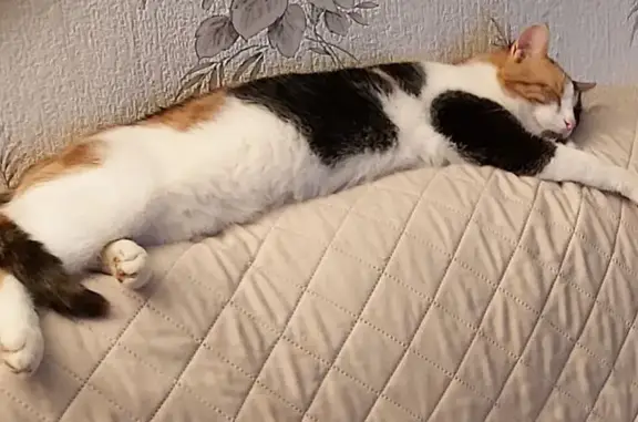 Chat perdu, Rue Vincent Auriol, Loos - Mia, 3 ans 1/2 - photo
