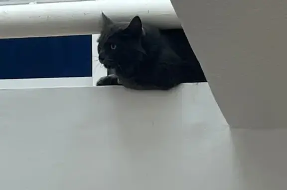 Gato encontrado, Mexico City (...