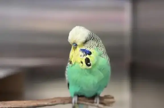 Found bird, Brimbank, Sydney