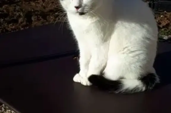 Animaux perdus Paris, photo: Chat perdu, Chemin des Ariges, Volx - femelle blanche avec petites taches noires