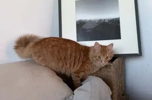 Animaux perdus Nantes, photo: Chat perdu, Route de Clos er Bé, 53, Saint-Gildas-de-Rhuys - roux, petit et castré