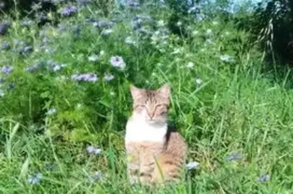 Chat perdu, Monclar, Lyon - mâle castré - photo