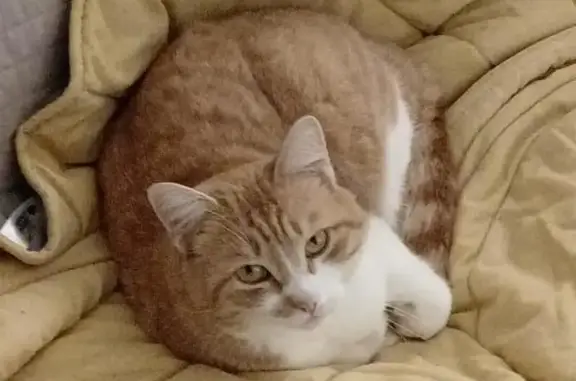 Chat perdu, Chemin du Moulin, 3, Bonnes - roux castré sans collier - photo