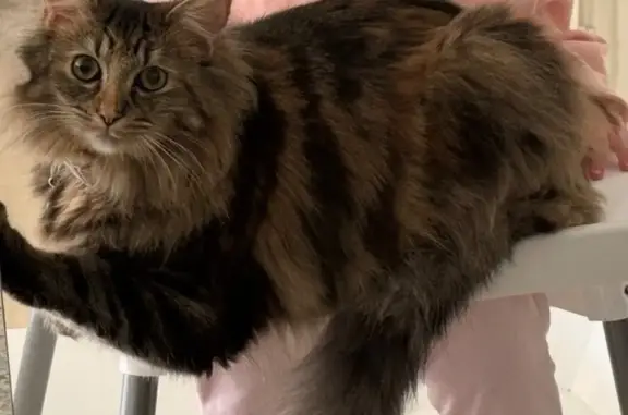 Missing cat Bayswater, photo: Missing cat Female, Bayswater (al495990)