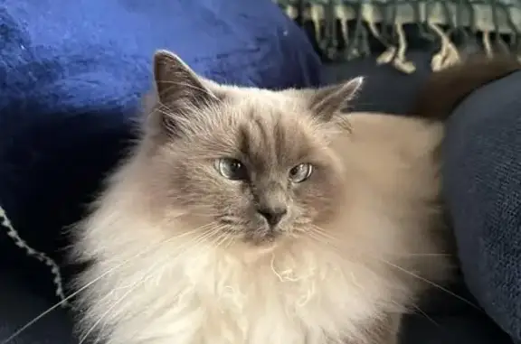 Lost cat, Knowle Way, Rockingham - female ragdoll with a pink collar - photo
