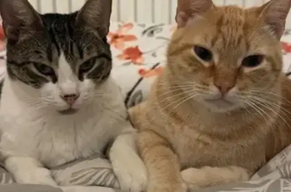 Perdido gato, Camino del Cuervo, 96, La Línea de la Concepción - photo