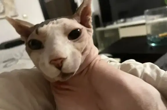 Gato perdido Macho, El Vendrell (sl495589) - photo