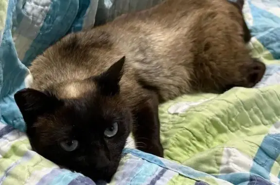 Gato perdido Hembra, Vigo (sl495590) - photo