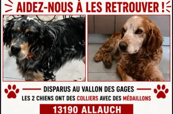 Chien perdu Châteaurenard, photo : Chien perdu, Chemin du Vallon des Gages, Allauch - couleur roux, collier et médaillon