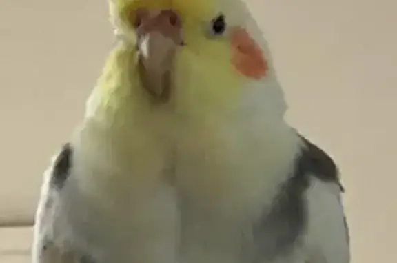 Lost bird, Andretti Avenue, Casey City - yellow and white - photo