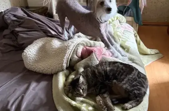 Зникла собака, Старовокзальна вулиця, Кривий Ріг - кобель китайської хохлатої, 13 років - photo