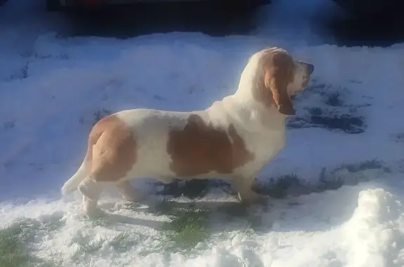 Animaux perdus Airvault, photo: Chien perdu, Place des Promenades, Airvault - mâle marron et blanc