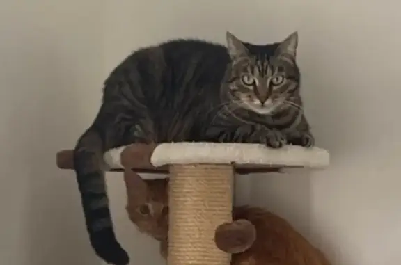 Chat perdu, Chemin de Gay, 612, Seysses, Nice - très craintif - photo