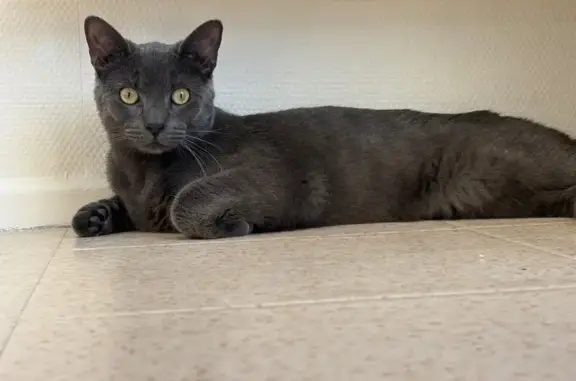 Chat perdu, Le Petit-Quevilly - mâle gris tigré - photo